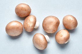 Champignons Champignons