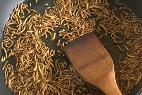 Insekten kochen Insekten-Proteine